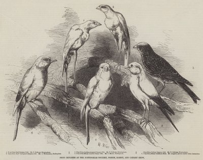 Canaris primés à l